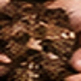 Bitki Toprağı